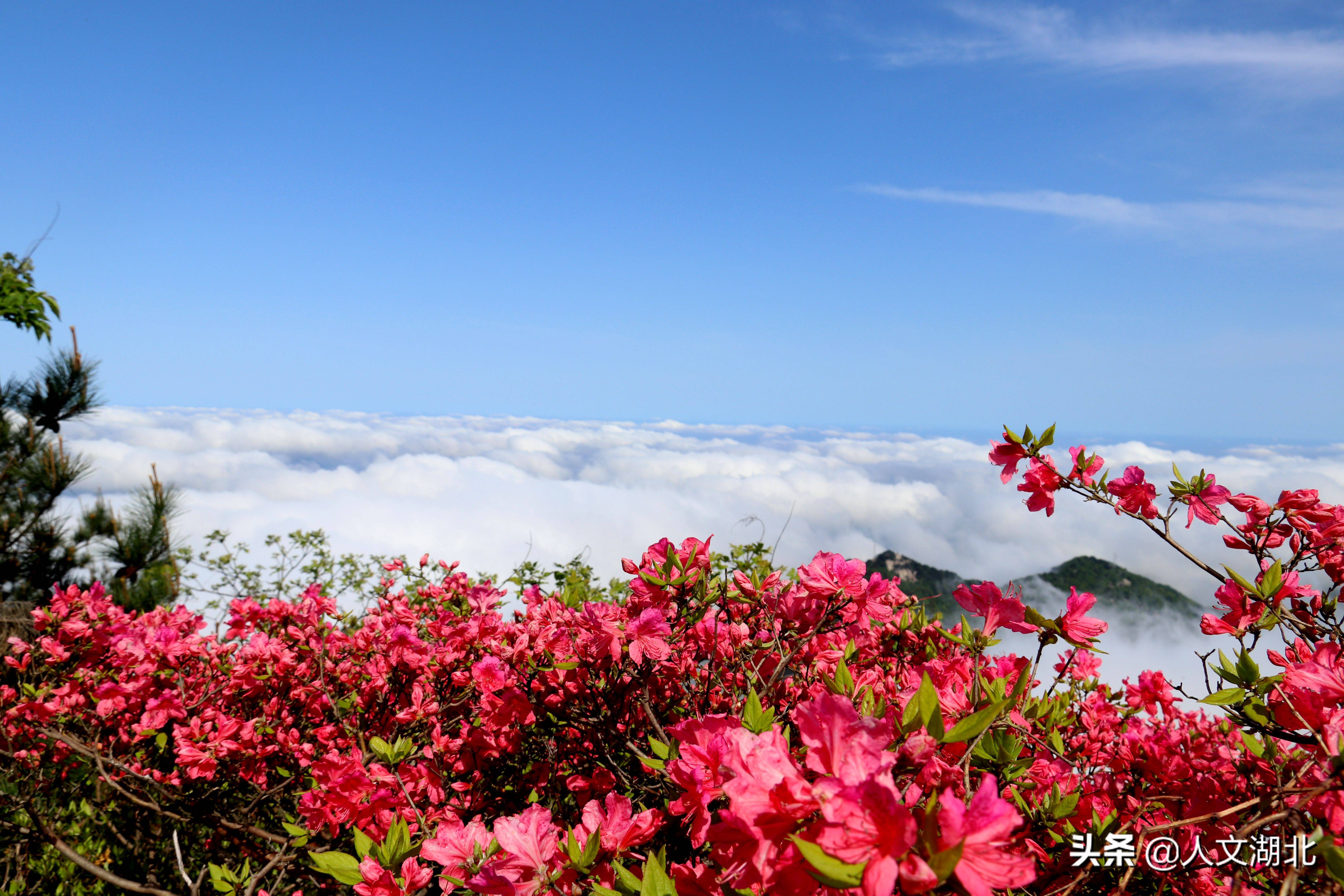 漂亮高姐带你去旅行看看十万亩杜鹃花海的龟峰山到底有多美