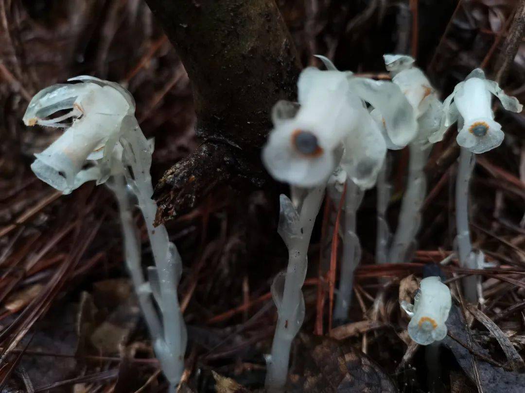 浏阳大围山发现传说中的幽灵草