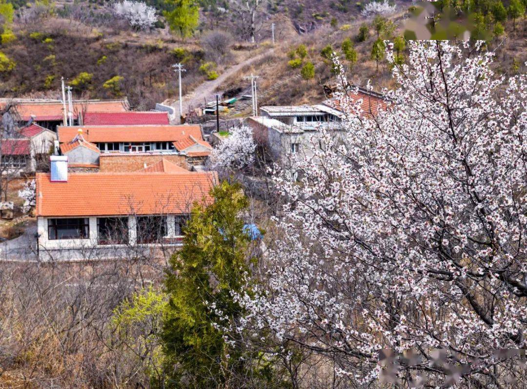 昌平花事:山谷里的烂漫春花_韩台村