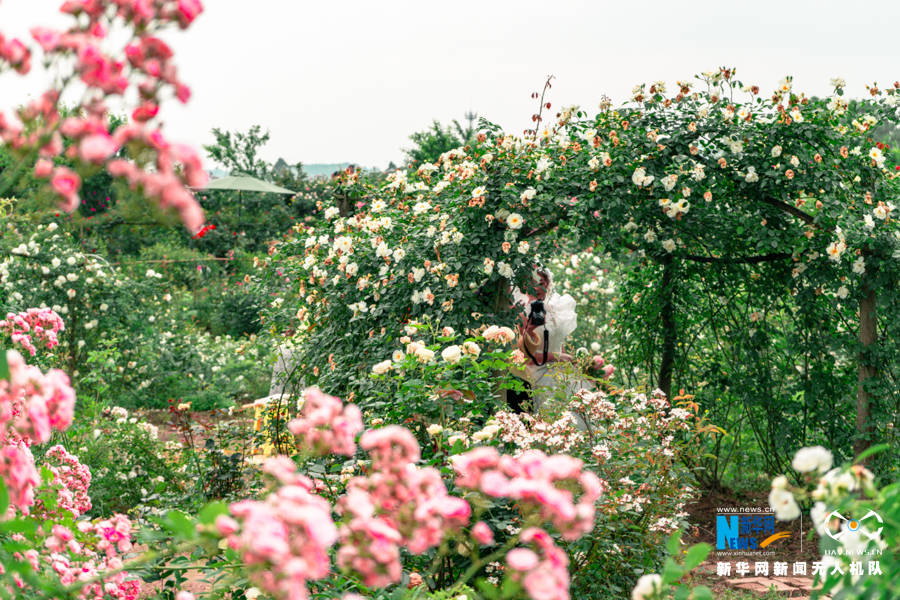 新华网消息,在这生机盎然的春天里,重庆洛莎玫瑰园内的玫瑰花正悄然