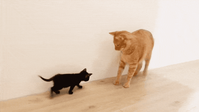 481f915a0308445b839a059a93d019ae.gif