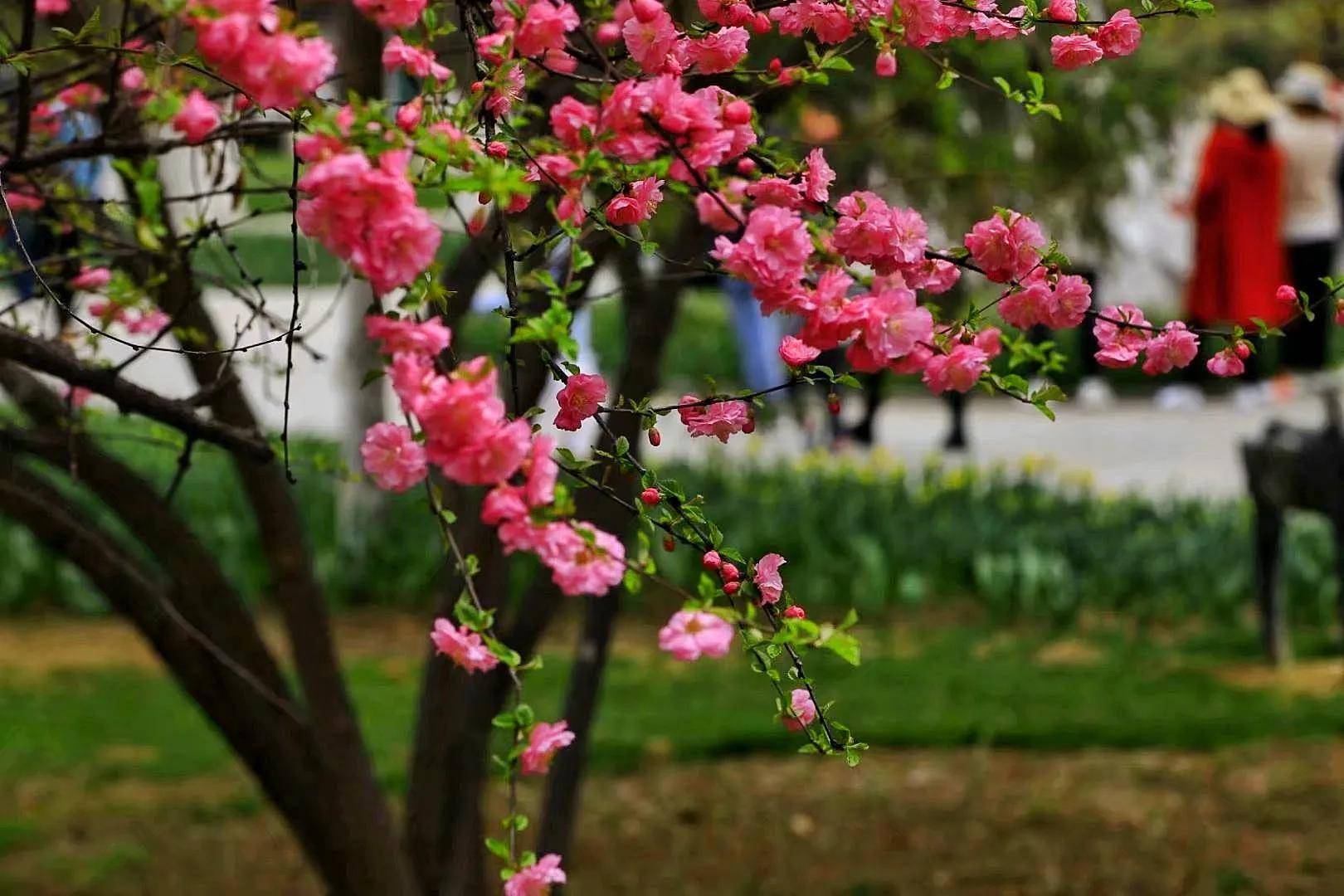 春天公园美景图图片