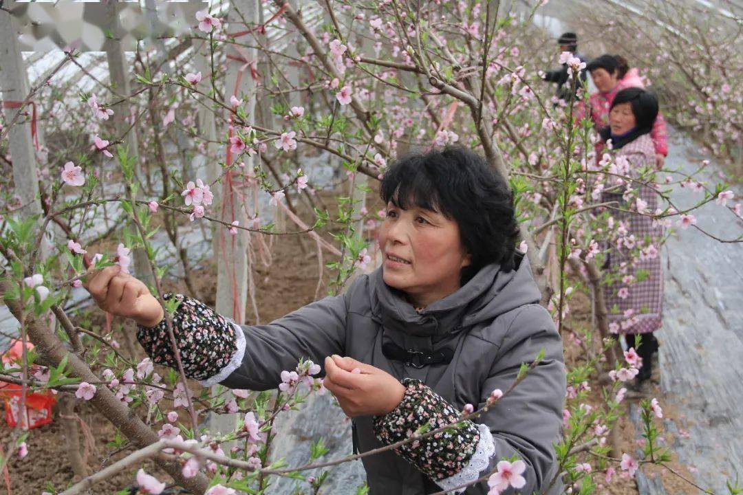 展砀山劳模风采献礼建党百年丨省劳模刘瑞莲全国文明村的掌舵人