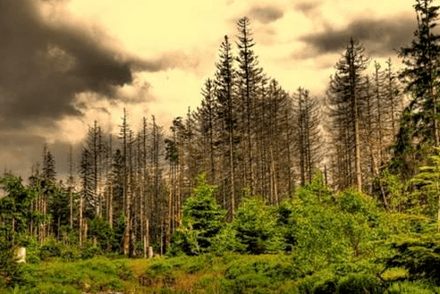 森林资源锐减图片