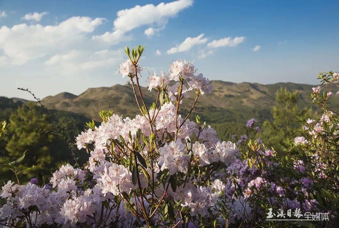 五一去哪兒丨徜徉滇中植物園和漫步梁王山杜鵑花海,你怎麼選?_玉溪