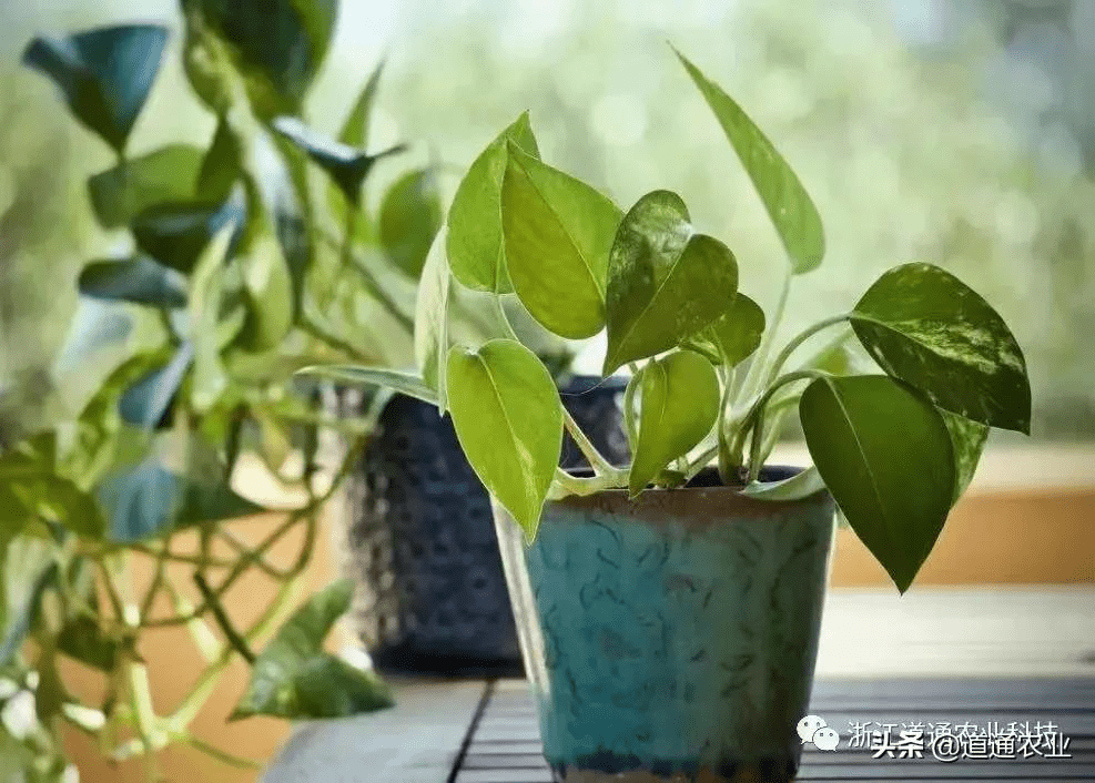 龟背竹施什么肥叶子长得大 bc179b0d0cfa4a4aaad8cf6b7ae56a02.png