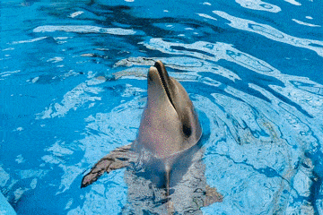 360_240gif 动态图 动图