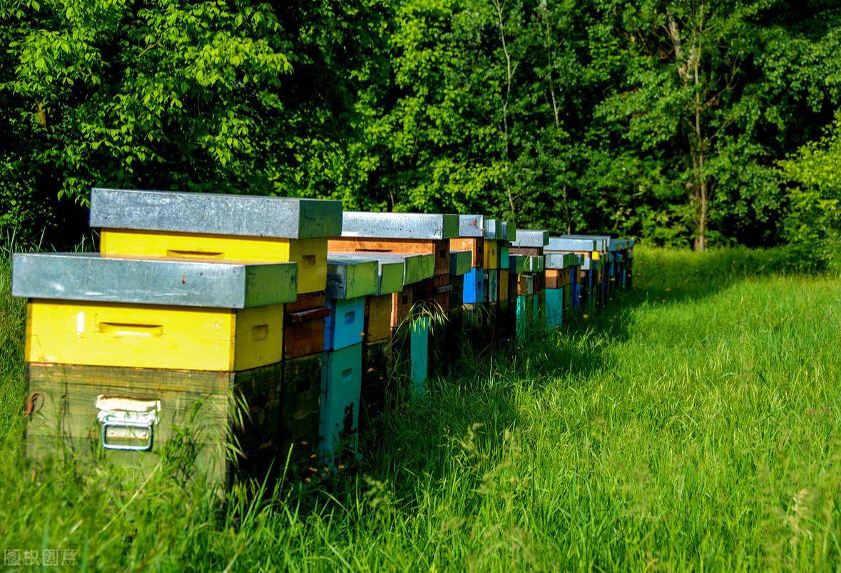 蜂场在蜂箱里蜂脾和蜂脾之间的这个空间叫蜂路,是