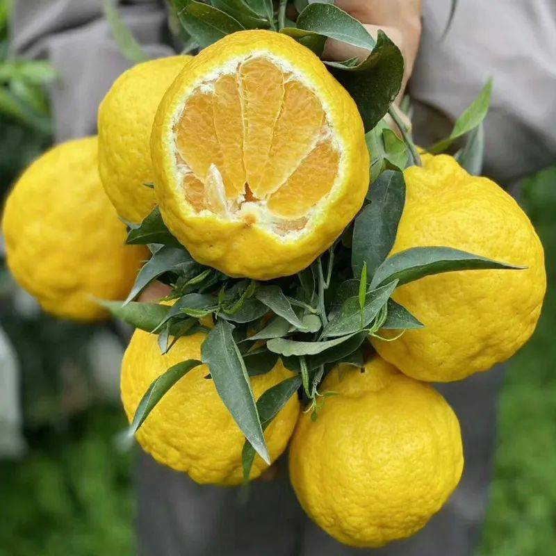 稀奇!柠檬和丑橘"结合",清甜脆嫩又多汁,敲好吃