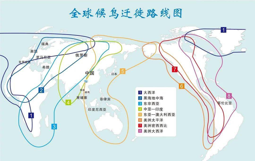 “步步惊心”迁徙路 候鸟的气候变化故事_搜狐网