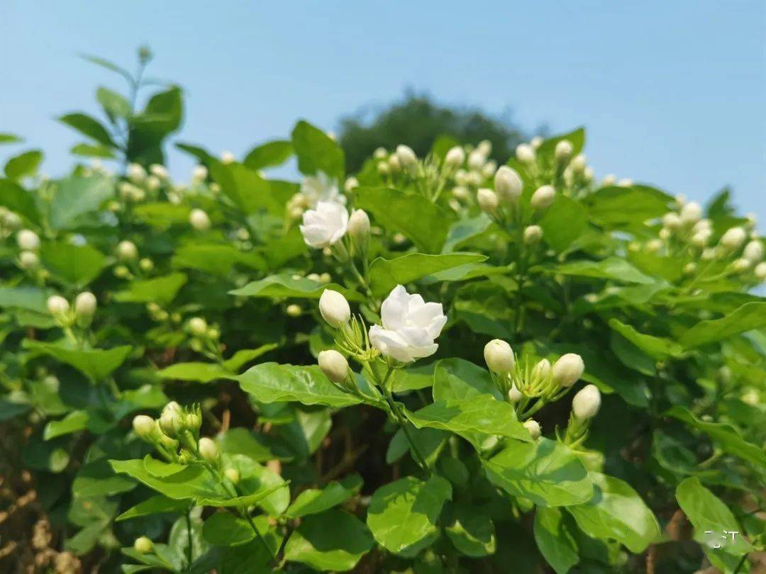 五一去哪儿丨美炸元江花海五一开启惊艳模式