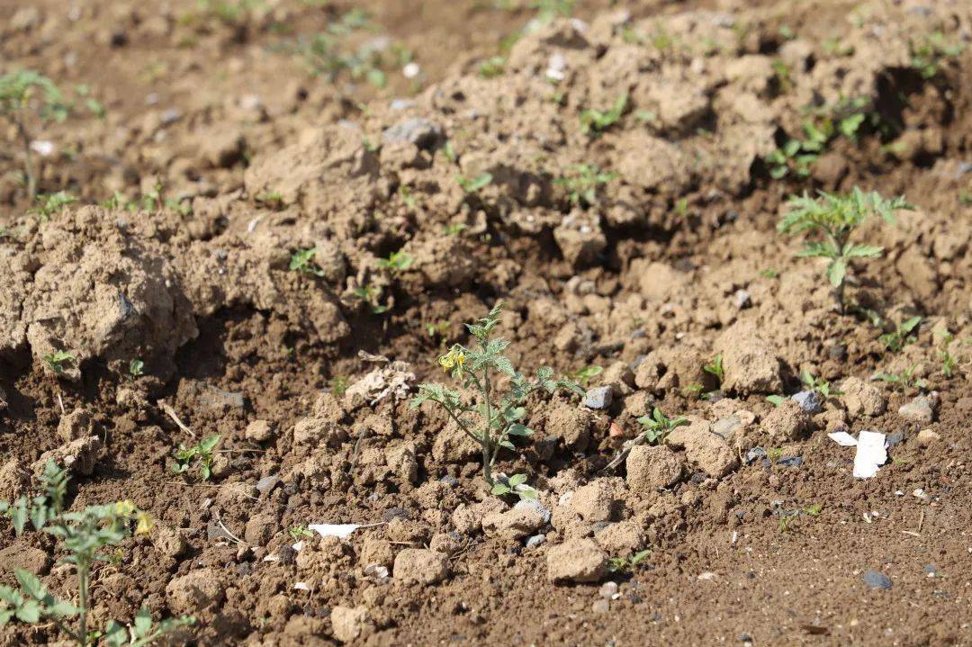 地瓜是不是粮食作物 1f424a0b2e264041902b1f9508ce52ea.jpeg