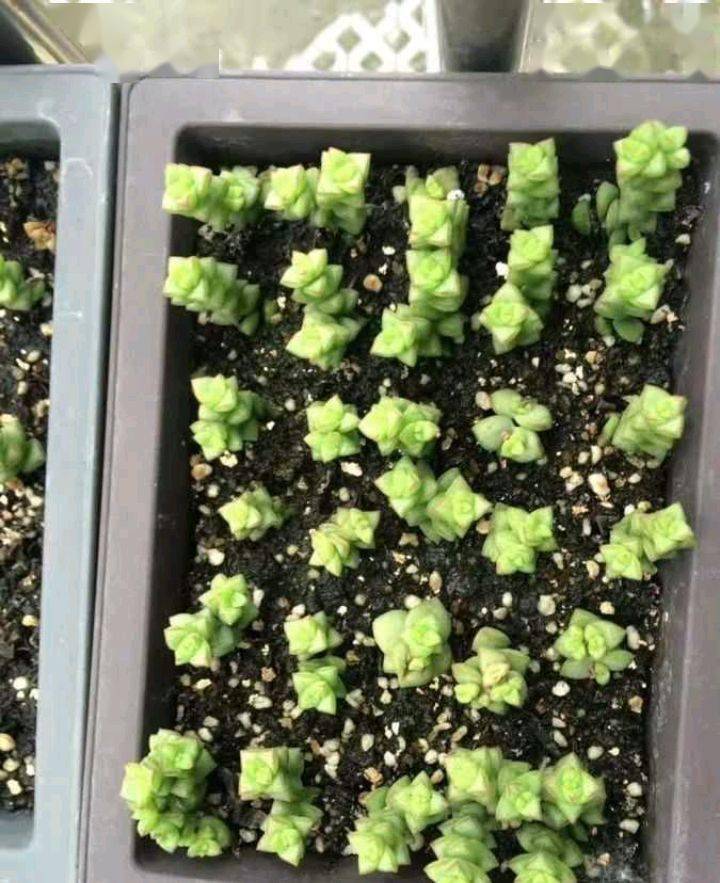 小米是什么植物长出来的 63520eadc36c4c5bb0a4eb195f6cfb7c.jpeg