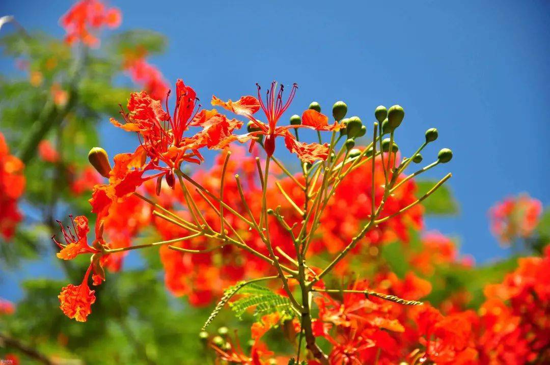 凤凰花花语(凤凰花花语图片)