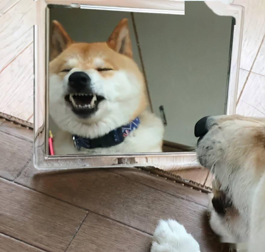 主人给了阿柴一面镜子,它就开始不停地摆表情,好搞笑