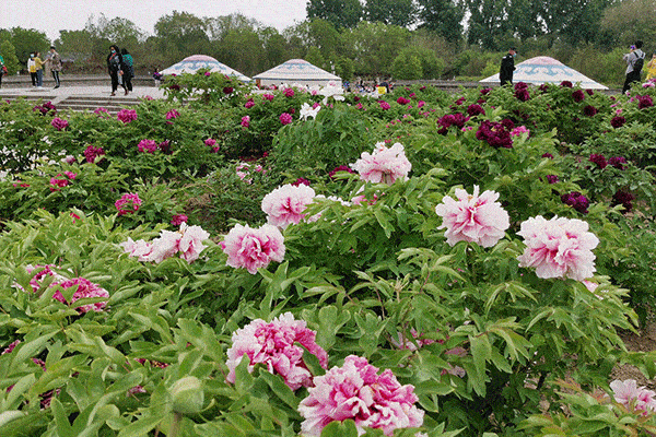 5月1日圆明园徒步踏青 万株牡丹大赏 5公里皇家水景绿道 活动