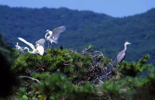 白鹭自然保护区,也是辽北地区唯一的野生动物保护区和辽宁省首批生态