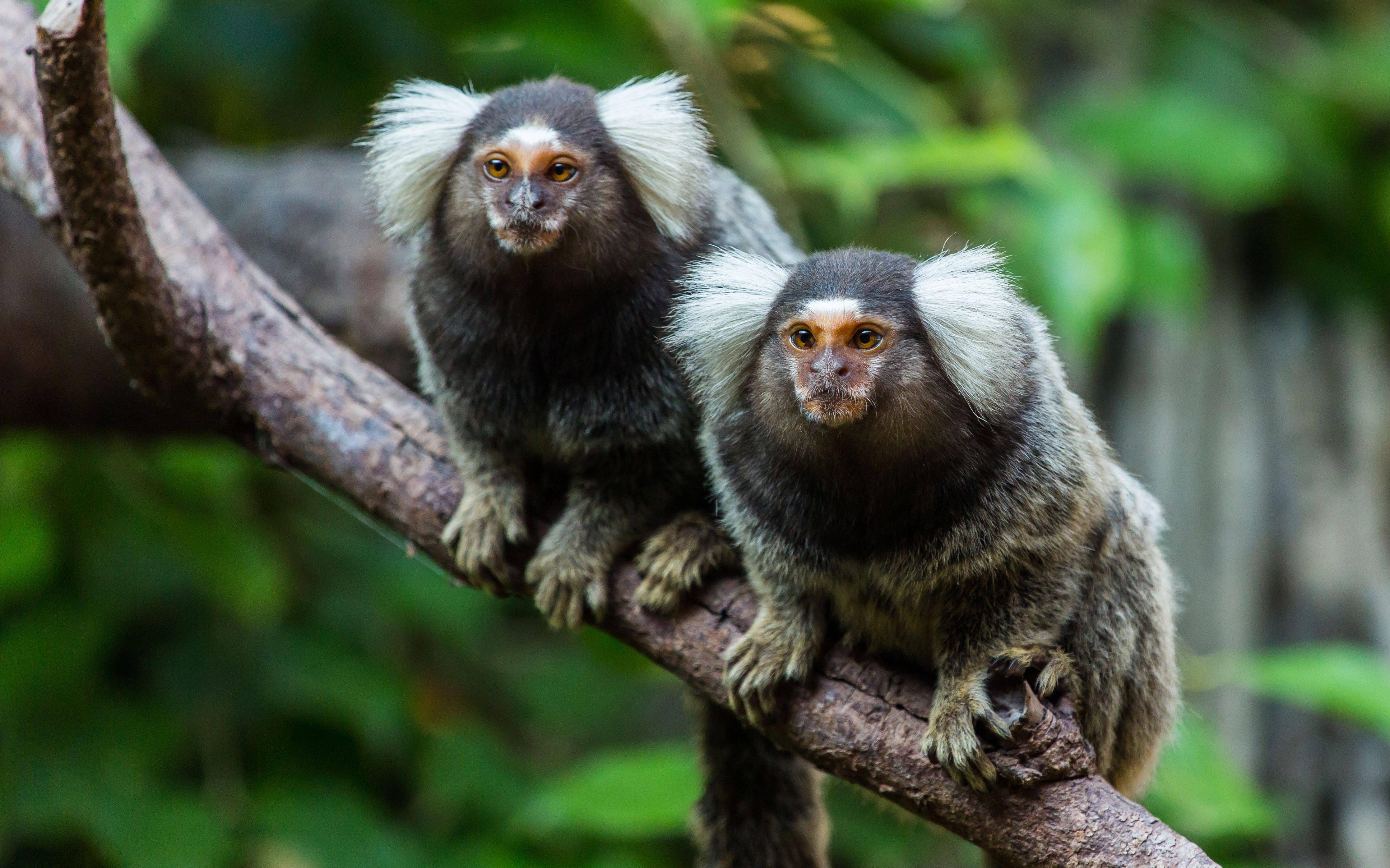 狨猴比人多一段雄性特异序列中国科学家主导基因测序新模式