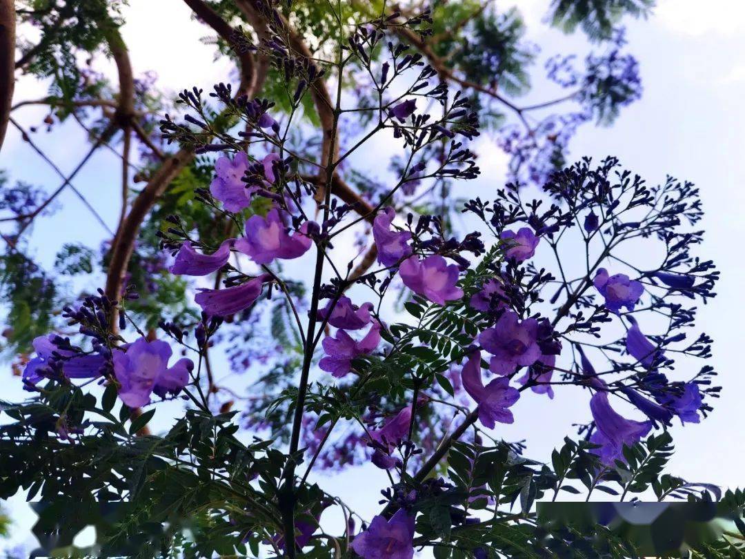 会理这条路上115株蓝花楹开了!_会理县