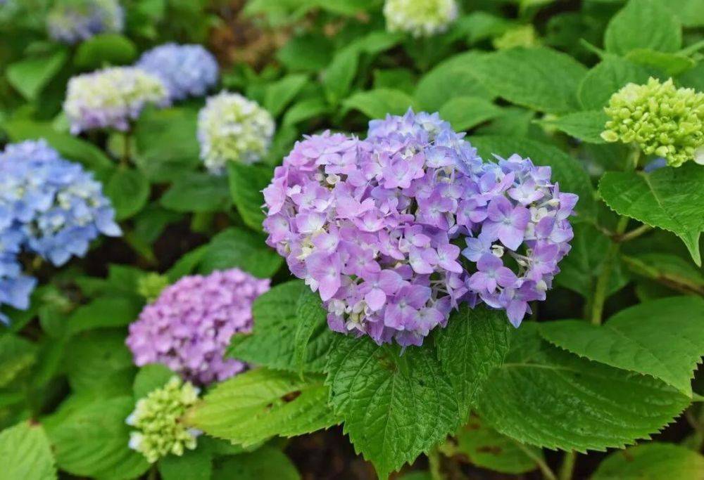 绣球花黄葛树,别名大叶榕,马尾榕,雀树,属桑科榕属高大落叶乔木,忍