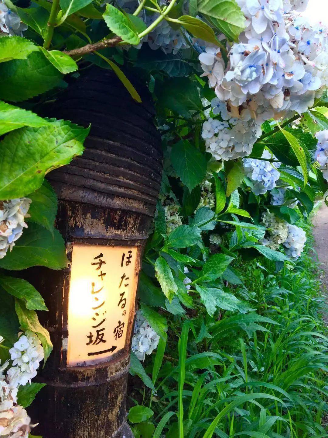 知道了紫阳花的花语 那你知道紫阳花的别名吗 分类