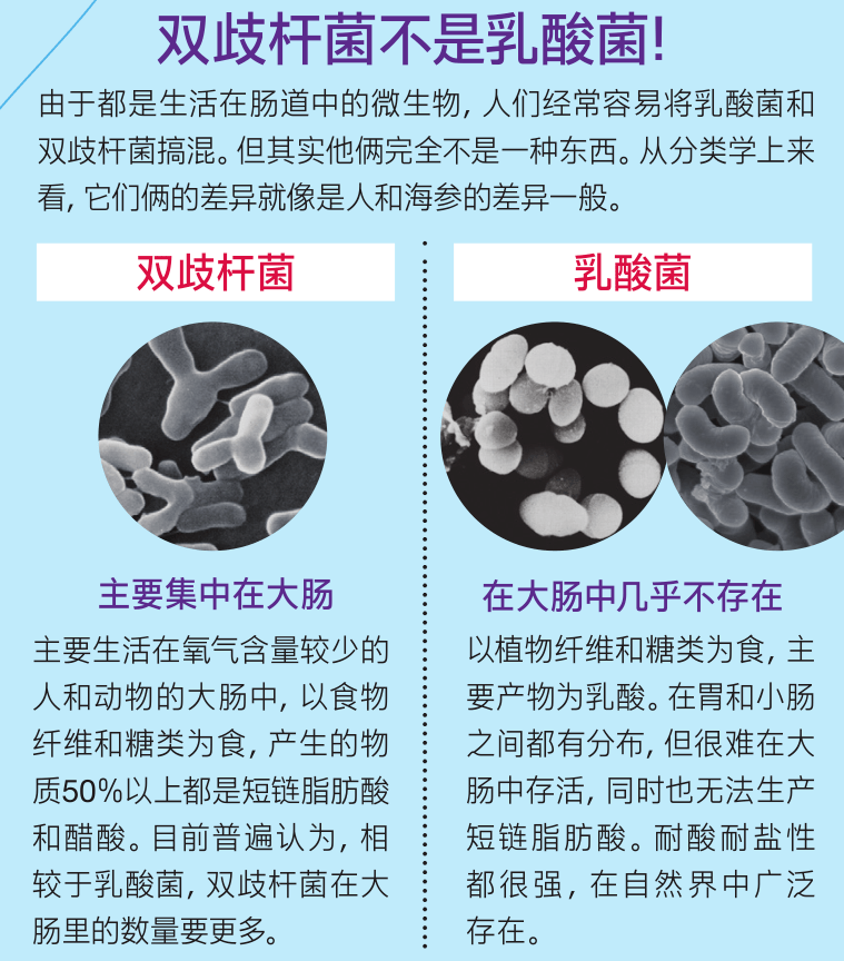 双杆菌 双歧杆菌作用图片