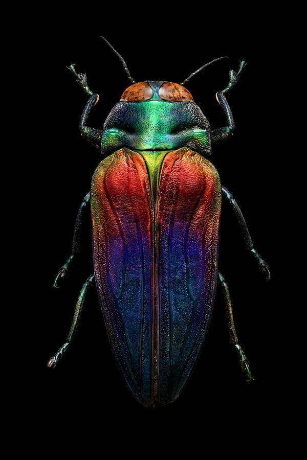 生物压力有哪些_生物层面的压力源_世间生物压力
