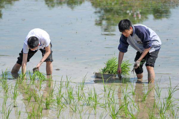 4月29日,四川省华蓥市永兴镇马架坪村,华蓥中学学生在体验插秧.