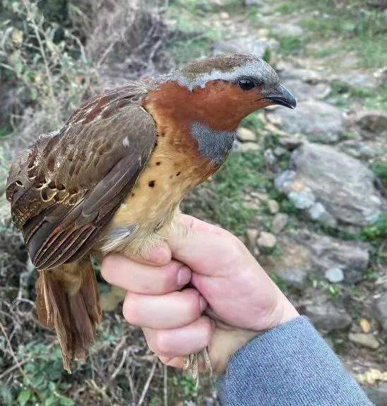 深夜山林打獵很刺激桃渚四個男子把斑鳩雉雞當成宵夜吞下肚