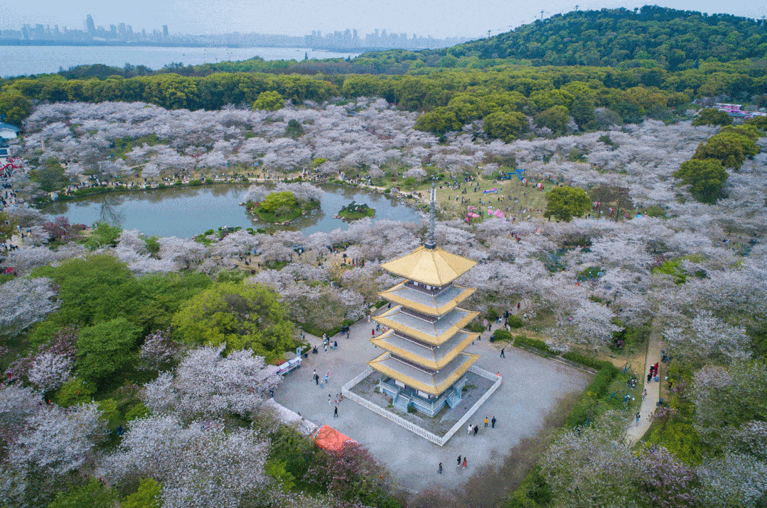 百万月季绽放,处处有花赏这里已经成为一座"月季花城"你会发现现在