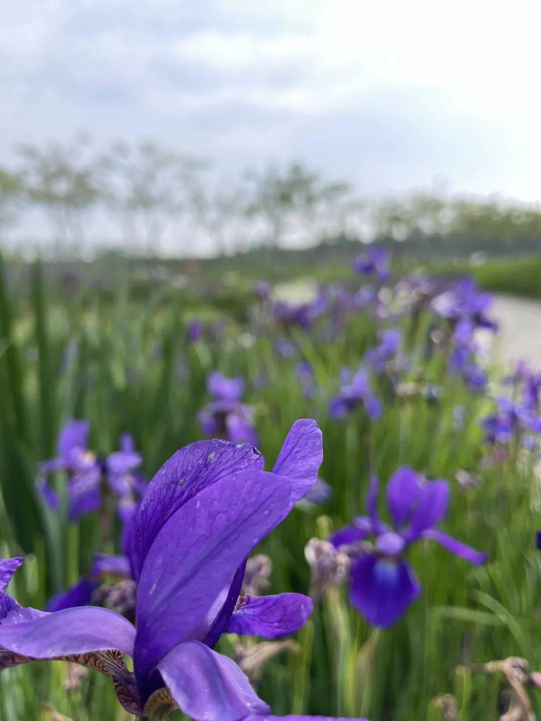 五一必玩美丽鸢尾花在崇明盛放