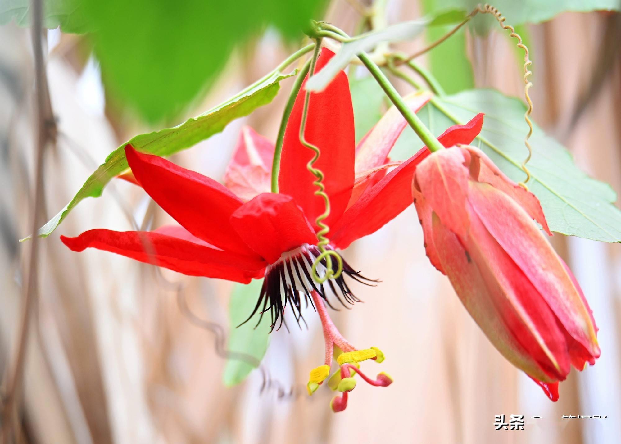 观赏性极佳的红花西番莲花