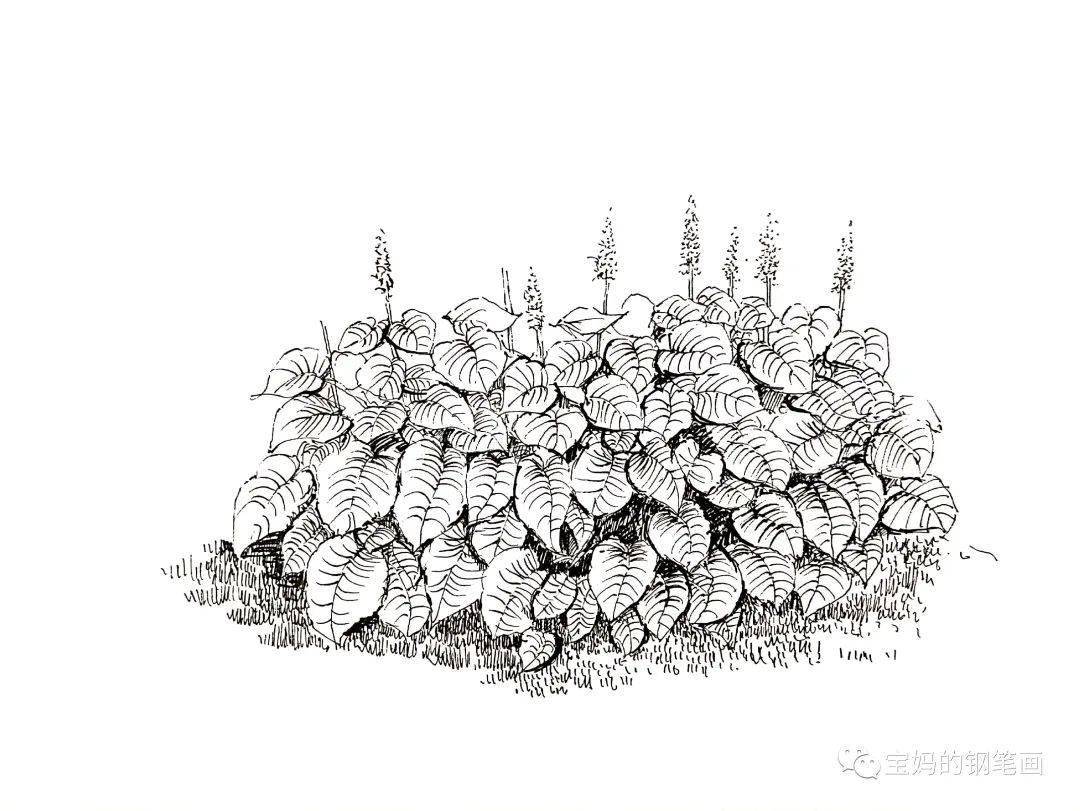 景观植被钢笔表现(一)