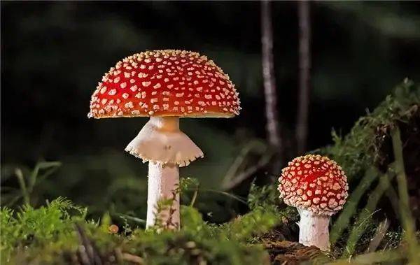 ec890a16053c45b19337e1e617279aab.jpeg