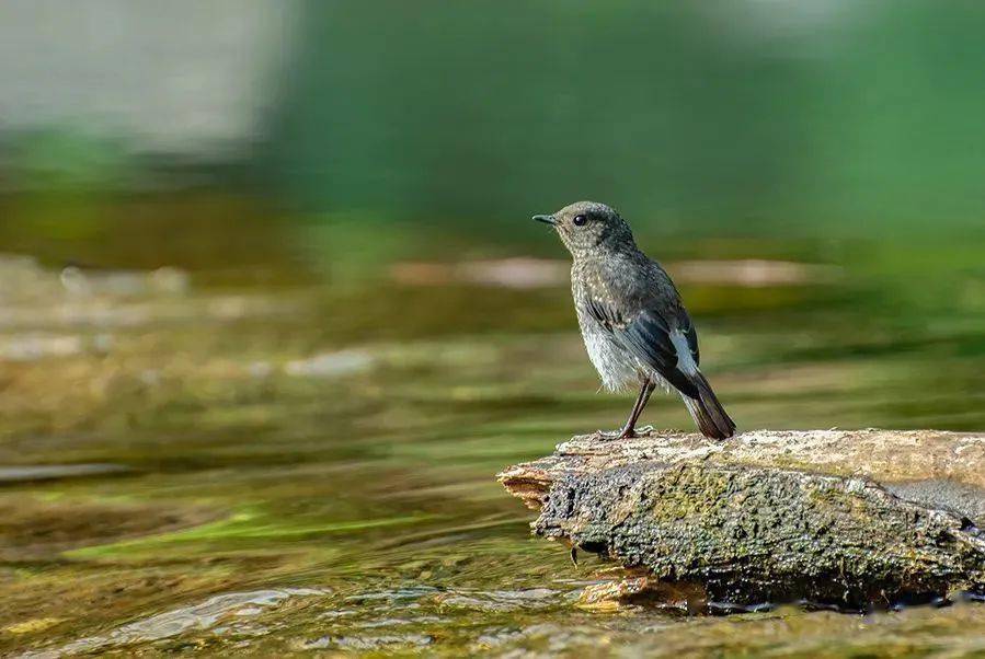 小鸟啾啾啾 ,啾啾啾啾啾|三明治