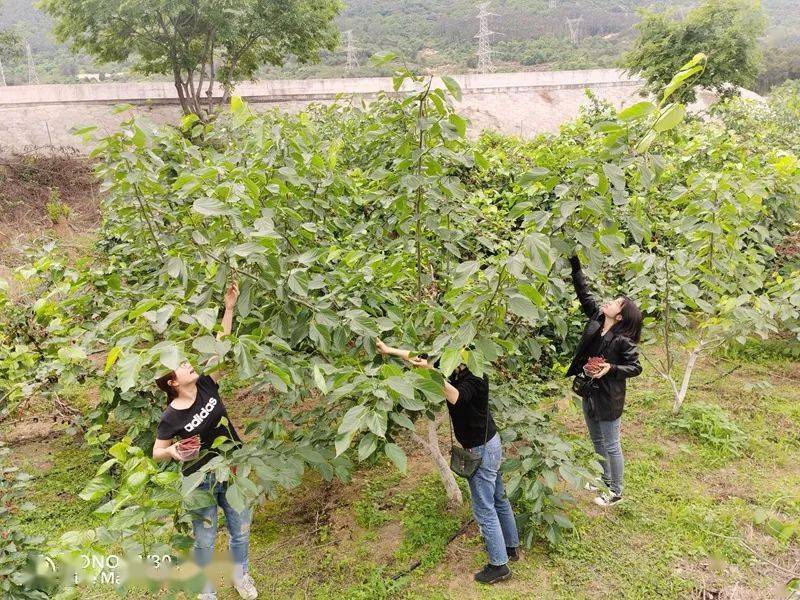 在陈家湾休闲农业基地,从年底的11月份开始采摘福桔,百香果,脆皮金桔
