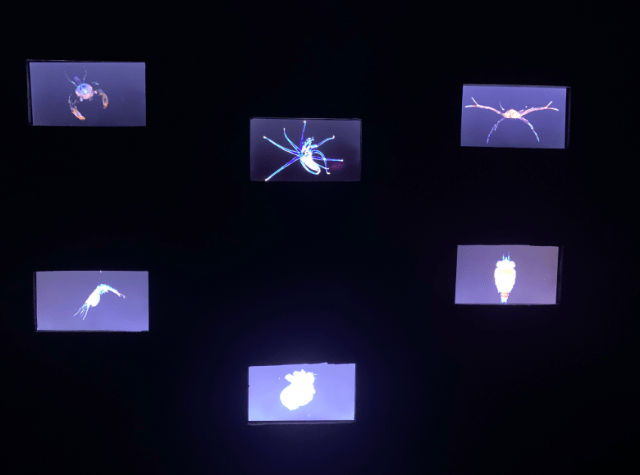 博物|8米长恐龙模型、远古琥珀、黑水摄影……假期来这里能大饱眼福