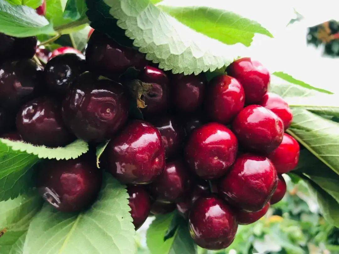 五一攻略到九襄吃樱桃的朋友这家美轮美奂的酒店算你捡到了