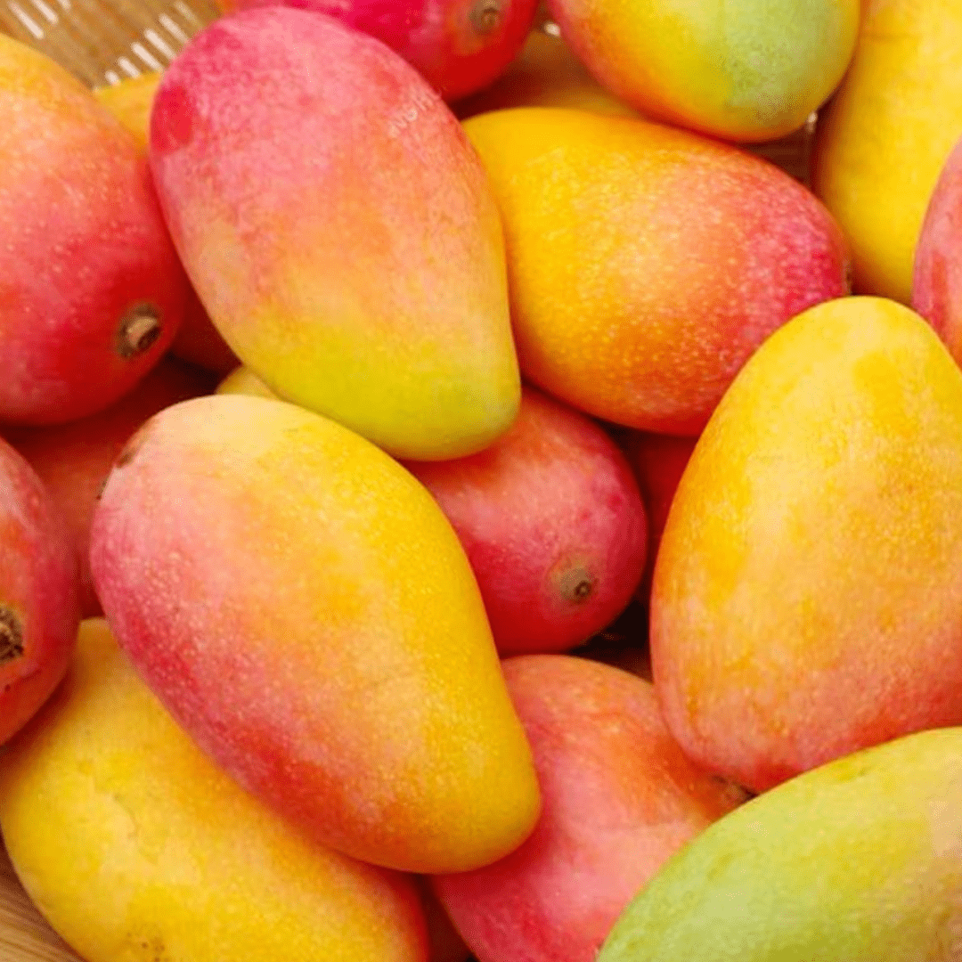 等了一年,海南树熟贵妃芒终于来了,只卖45天!_芒果