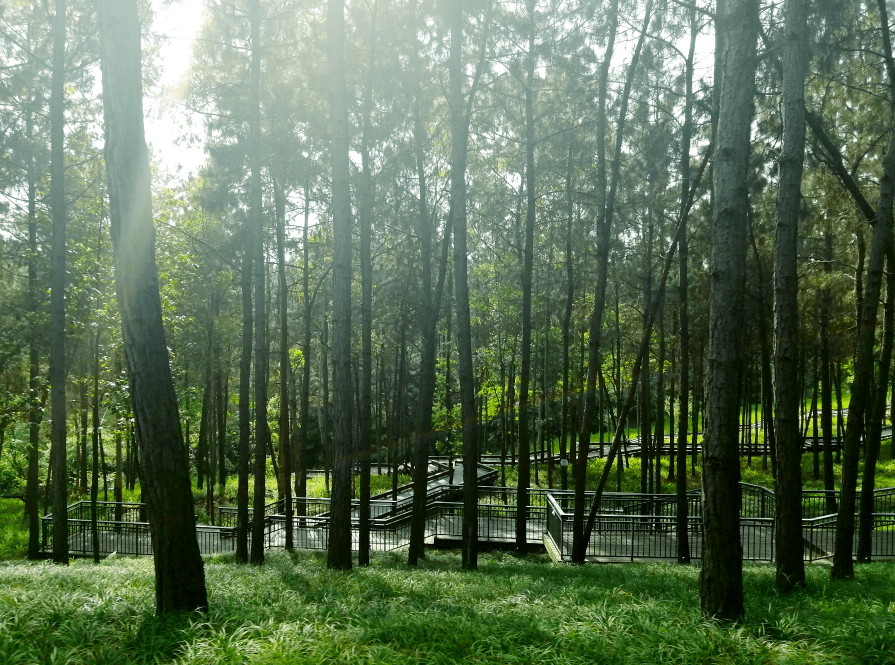 湖光山色 亲子乐园,城南这座森林公园火了!