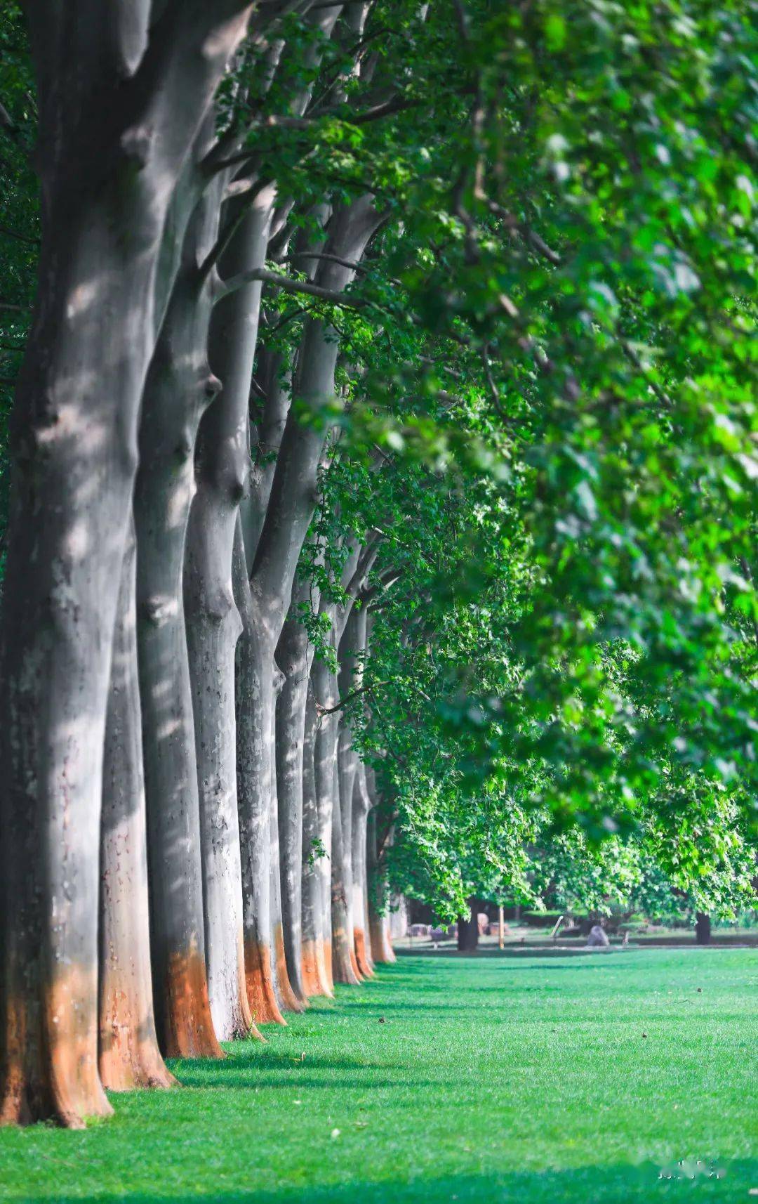 我们随处可见它们的身影是世界著名的优良庭荫树和行道树法桐