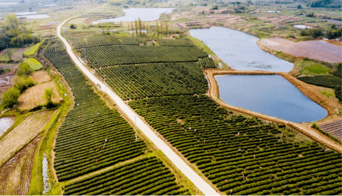 乡村振兴安陆市木梓乡发展绿色循环农业助力乡村振兴