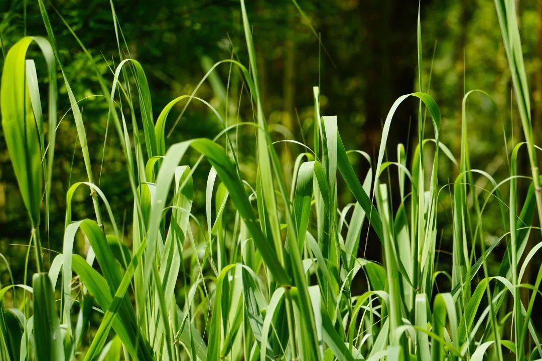 五一我在岗芦苇叶长势喜人一不小心采多了