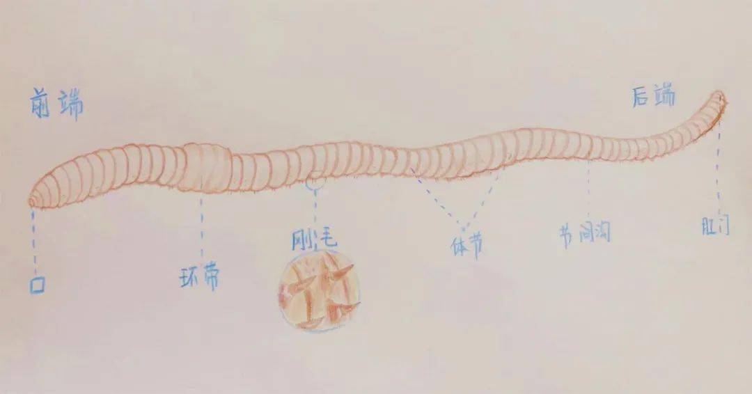 蚯蚓身体结构图片