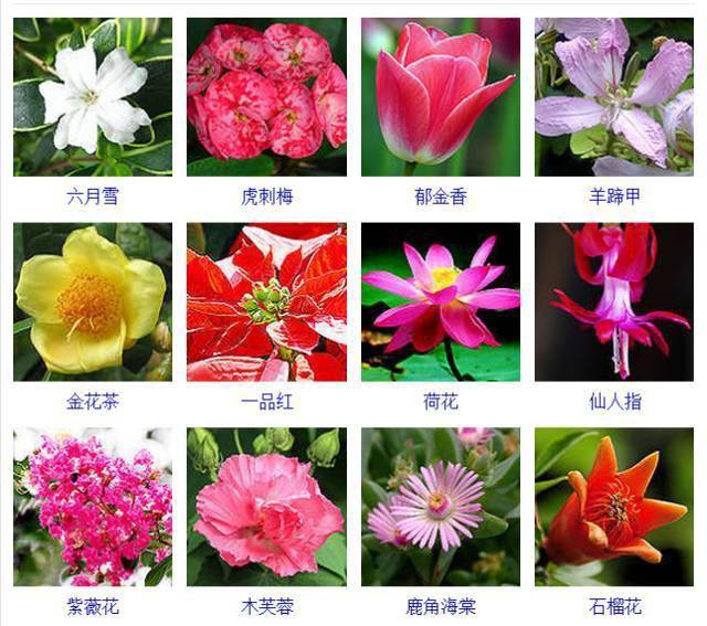 400种· 观花植物品种大全，值得收藏_手机搜狐网