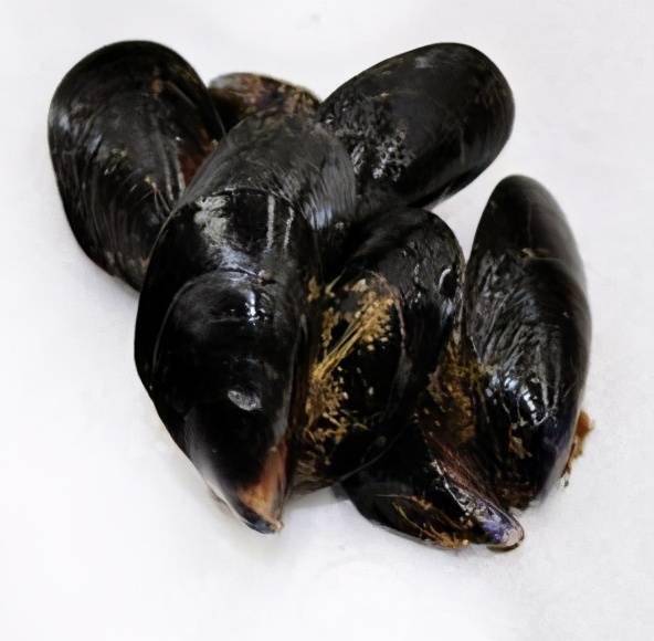 黑色的海鲜贝壳类图片