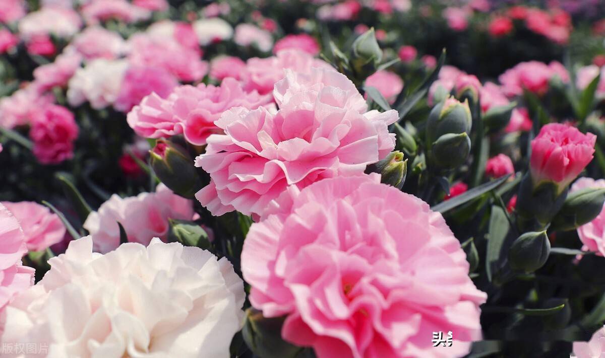 母亲节即将到来日本盛放康乃馨准备就绪