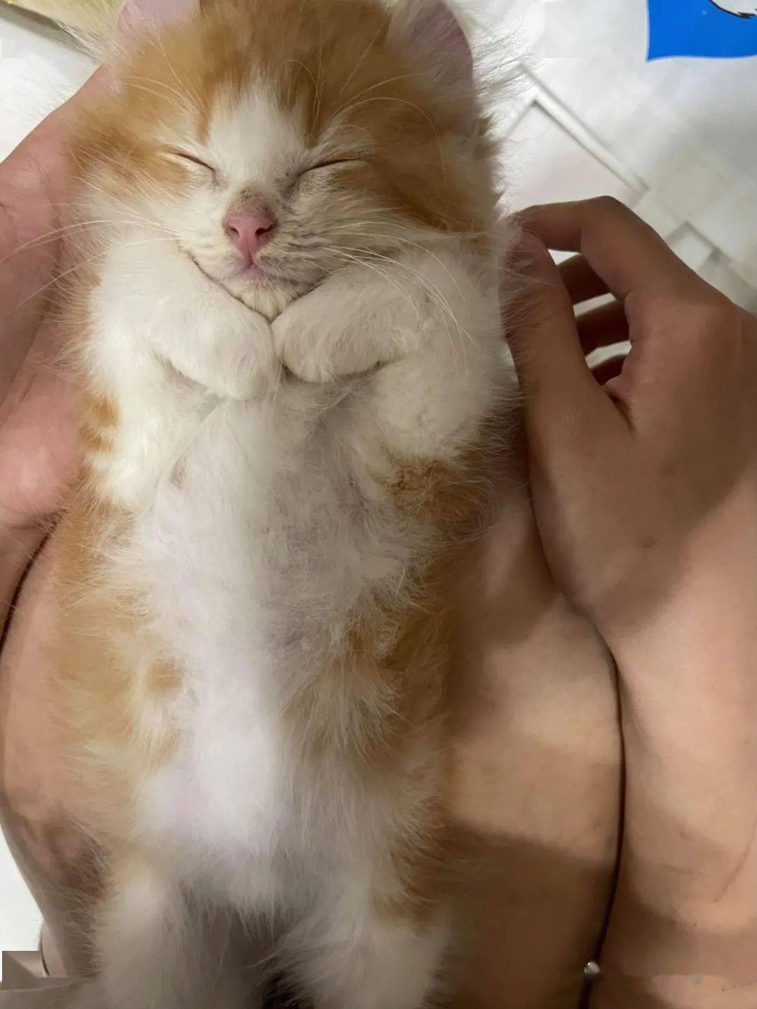 怎么才能让小猫咪把你当妈妈 4730c919388a457f9863d8253319b293.jpeg
