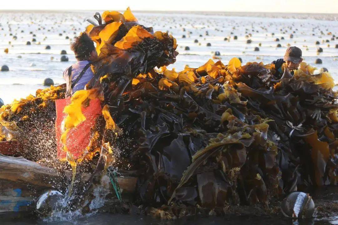 荣成海带养生宴撩动你的味蕾