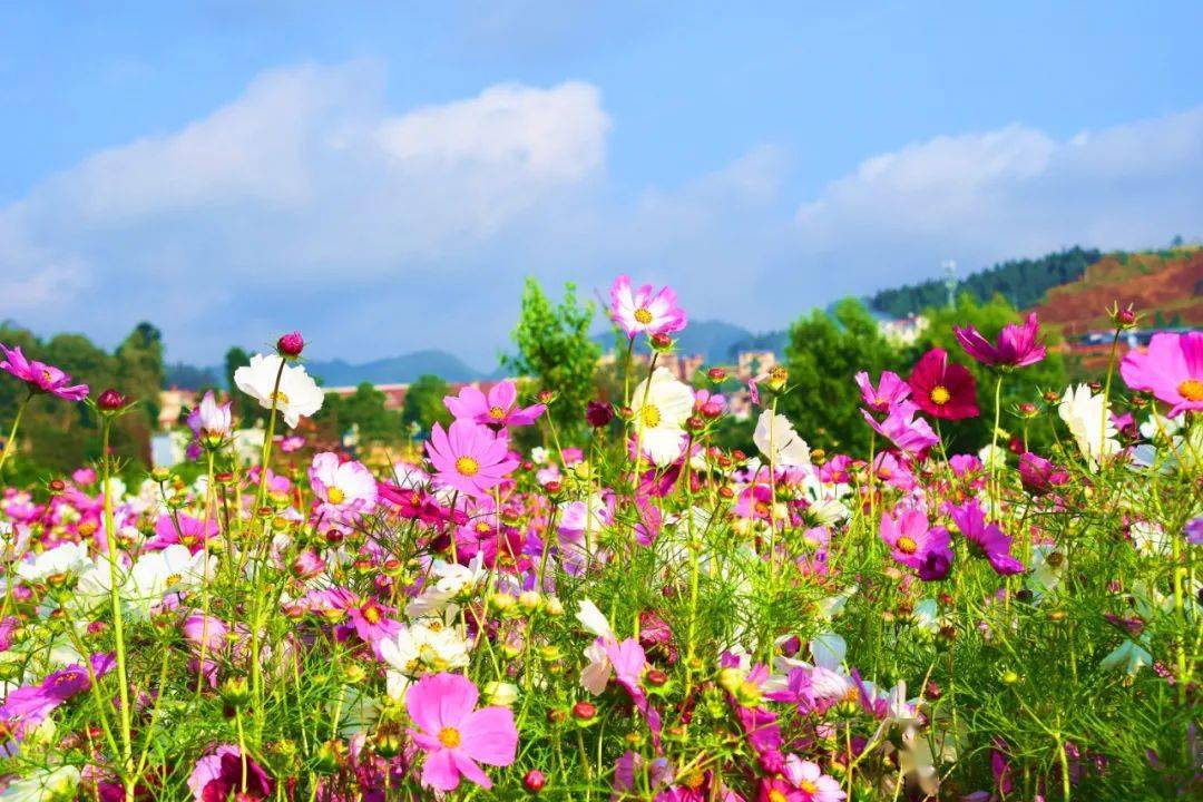 【行攝雲南】彌勒甸溪河畔:格桑花海鋪就